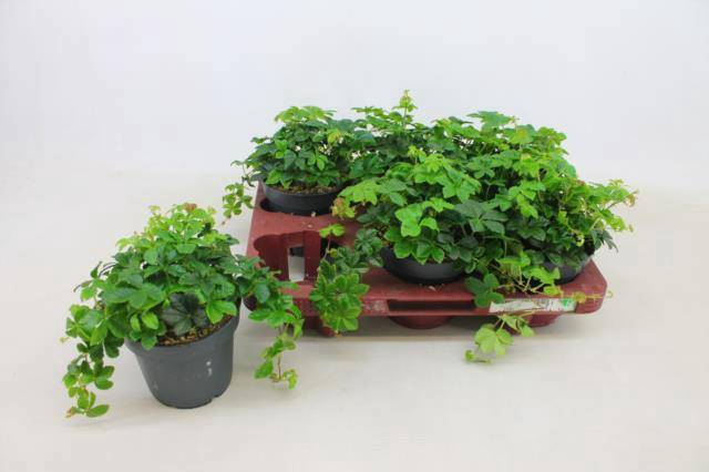 <h4>PARTHENOC SUGAR VINE</h4>