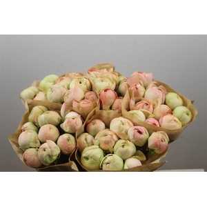 Ran Cloni Ex Gran Pastel