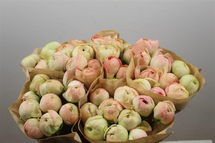 <h4>Ran Cloni Ex Gran Pastel</h4>