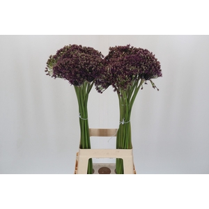 Allium Miami