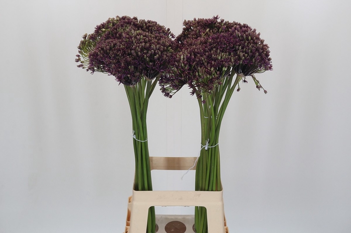Allium Miami