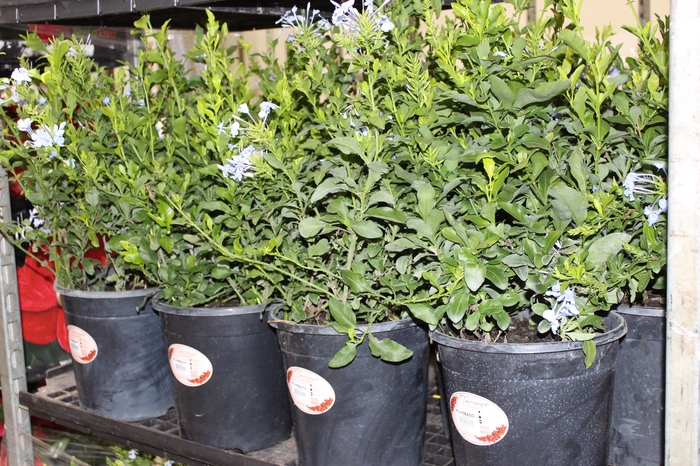 PLUMBAGO AURICULATA P24 AZULZINHA