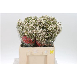 Chamelauc Morning Delight