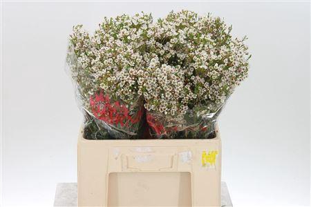 <h4>Chamelauc Morning Delight</h4>