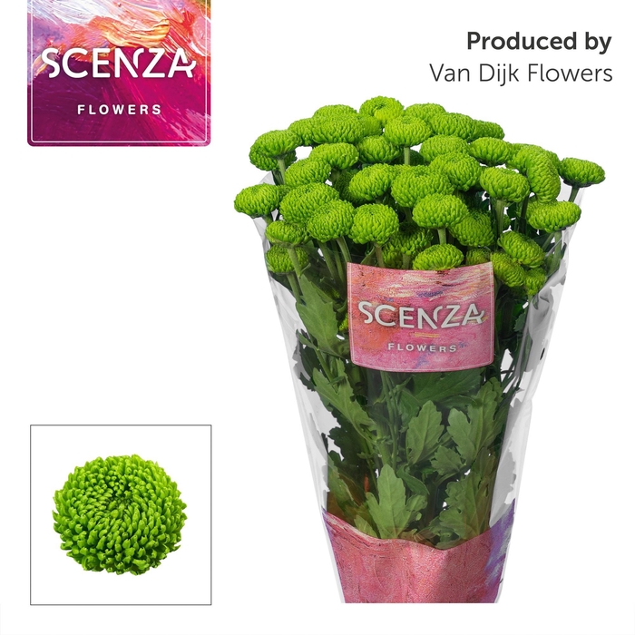 <h4>Chr T Deligreen scenza</h4>