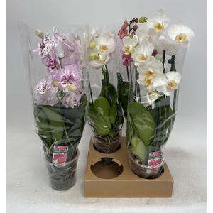 PHAL GEM