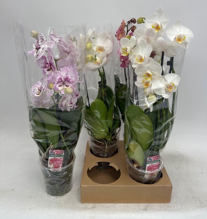 <h4>PHAL GEM</h4>