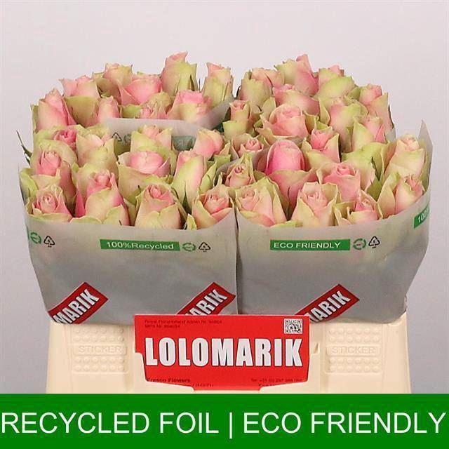 <h4>Rs Belle Rose</h4>