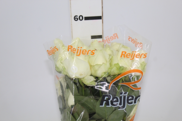 <h4>ROSA AVALANCHE 050 CM ESTUFA</h4>