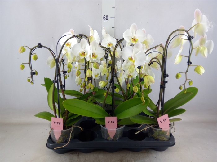 <h4>Phalaenopsis  'Ant Leeds'</h4>