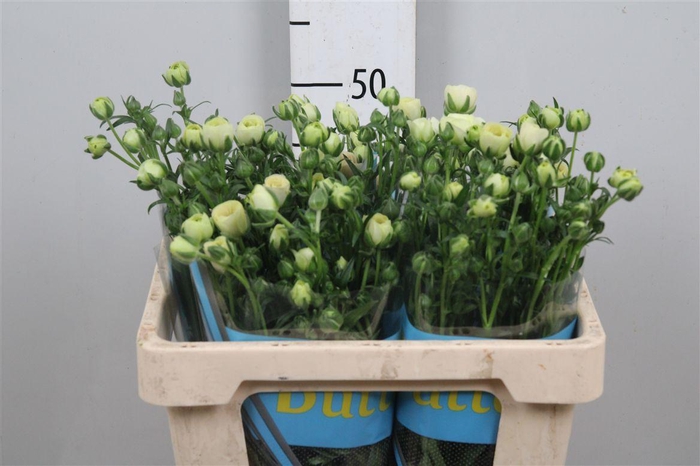 <h4>Ran Butterfly Keramos</h4>