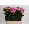 Paeonia Dr Alexander Fleming