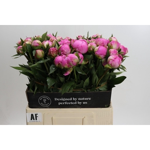 Paeonia Dr A Fleming