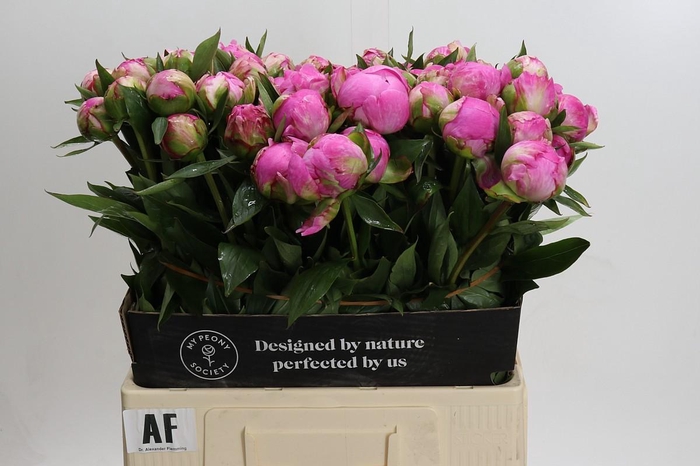 Paeonia Dr A Fleming