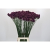 Allium Sphaerocephalon