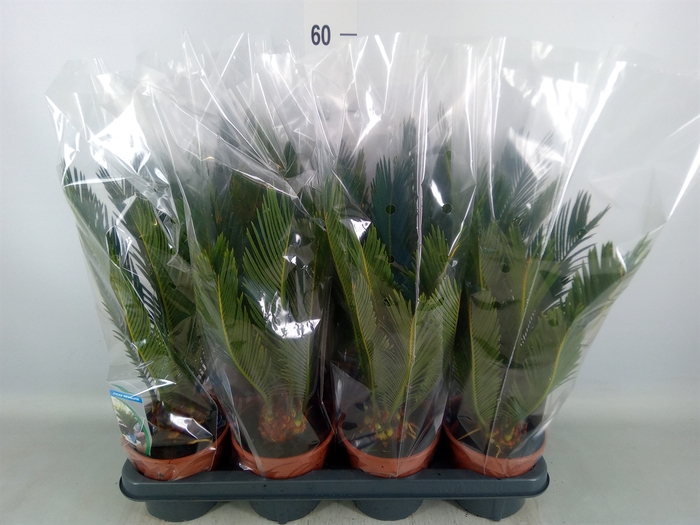 <h4>Cycas revoluta</h4>