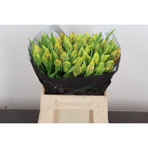 Tu Pa Dee Jay Parrot