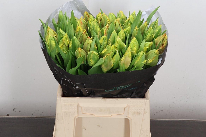 <h4>Tu Pa Dee Jay Parrot</h4>