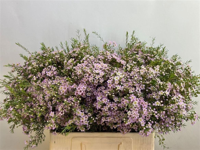 <h4>CHAME UN DORI</h4>