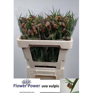 FRIT UVA-VULPIS
