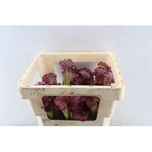 Sarracenia Rood
