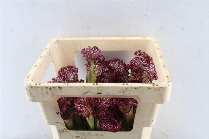 <h4>Sarracenia Rood</h4>