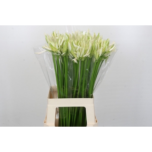 Nerine White Charm