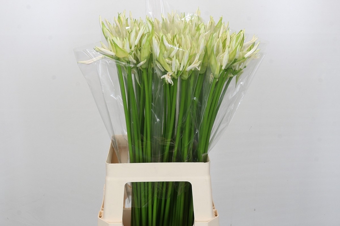 <h4>Nerine White Charm</h4>