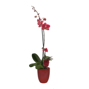 Hugo Wine Red Phal Rood 1T+ Tiny Dolls 1T