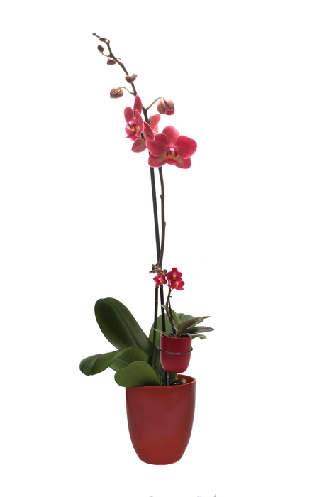 <h4>Hugo Wine Red Phal Rood 1T+ Tiny Dolls 1T</h4>