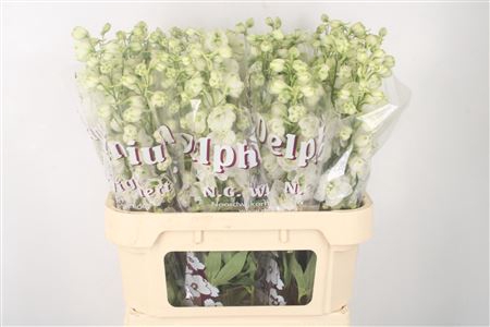 <h4>Delph El Dewi White Smile</h4>