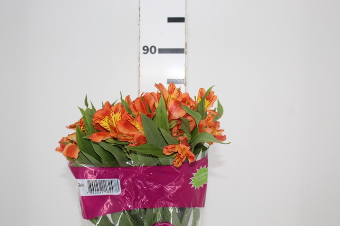 <h4>ALSTROEMERIA ORANGE QUEEN 080 CM</h4>