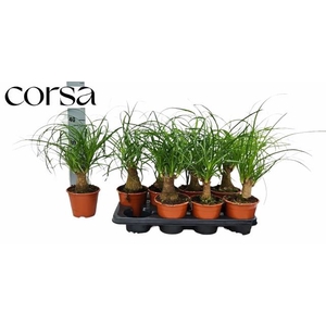 BEAUCARNEA RECUR