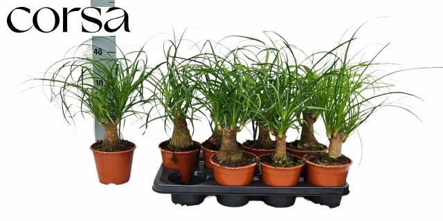 <h4>BEAUCARNEA RECUR</h4>