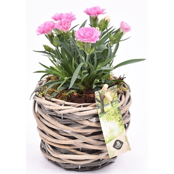 Wilg mand grijs 12cm