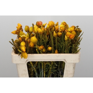 Kaaps Groen Phaenocoma Yellow