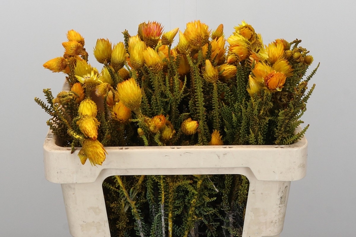 Kaaps Groen Phaenocoma Yellow
