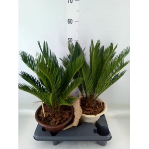 Cycas revoluta