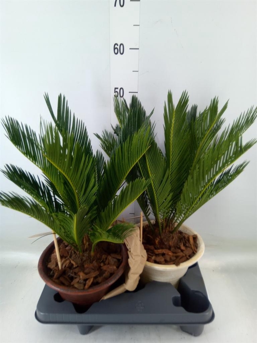 <h4>Cycas revoluta</h4>
