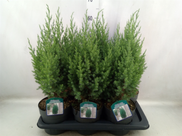 <h4>Juniperus chinensis 'Stricta'</h4>