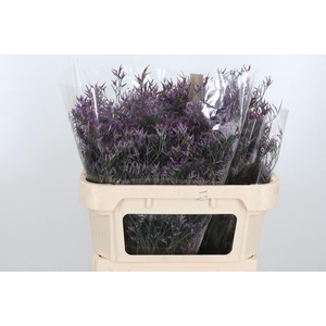 Lim Safora Dark Blue