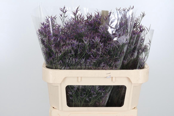 <h4>Lim Safora Dark Blue</h4>