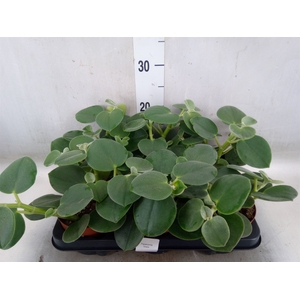 Peperomia