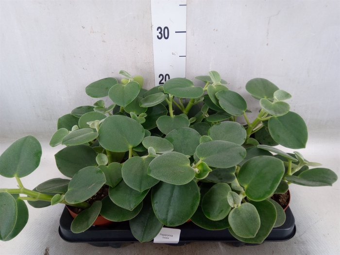 <h4>Peperomia</h4>