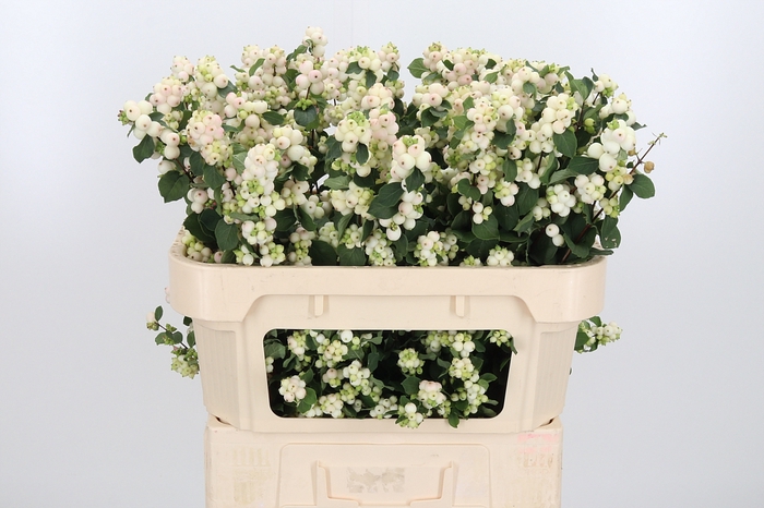 <h4>Sympho Mag Aut Blush</h4>