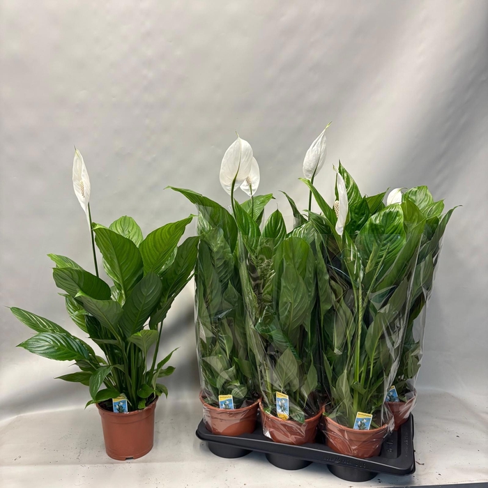 <h4>SPATH VERDI</h4>