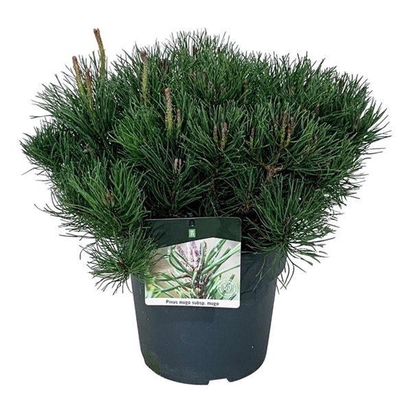 Pinus mugo mugo