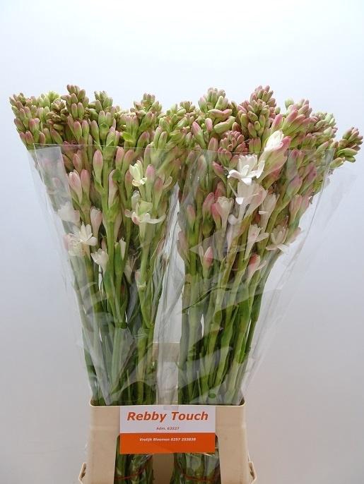 <h4>Poliant Tuberosa</h4>