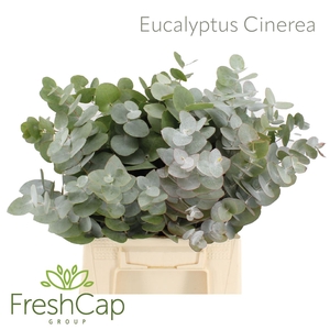 Eucalyptus Cinerea