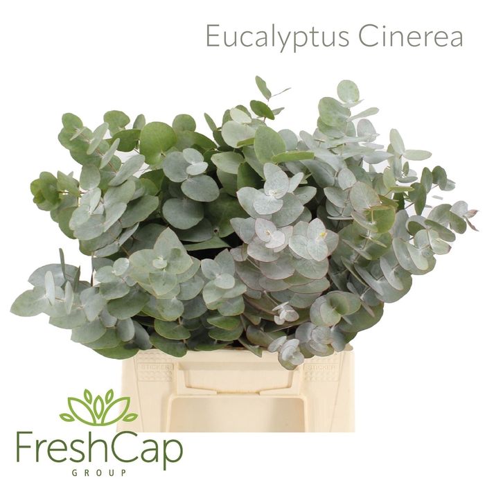 <h4>Eucalyptus Cinerea</h4>